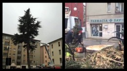 ALBERO SECOLARE ABBATTUTO IN VIALE DANTE A POTENZA, AVRESTE PROVATO A SALVARLO O ANDAVA TAGLIATO?